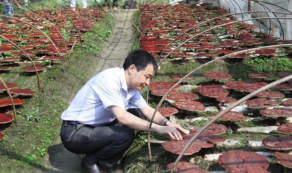 杭州亞運會官方靈芝產品供應商|杭州亞運會官方供應商|中國靈芝十大品牌|仙客來靈芝|仙客來靈芝破壁孢子粉|仙客來孢子油|仙客來靈芝飲片|仙客來破壁孢子粉|靈芝孢子油|孢子粉|靈芝破壁孢子粉|靈芝|中華老字號