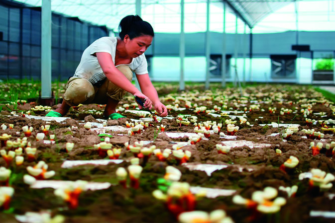 剪枝|仙客來靈芝|中國靈芝十大品牌|中國馳名商標|中國首家靈芝全產業鏈可視工廠