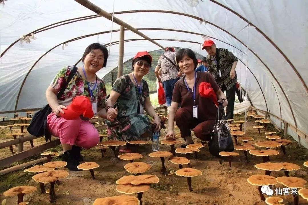 杭州亞運會官方靈芝產品供應商|杭州亞運會官方供應商|中國靈芝十大品牌|仙客來靈芝|仙客來靈芝破壁孢子粉|仙客來孢子油|仙客來靈芝飲片|仙客來破壁孢子粉|靈芝孢子油|孢子粉|靈芝破壁孢子粉|靈芝|中華老字號