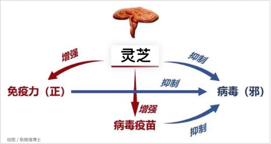 杭州亞運會官方靈芝產品供應商|杭州亞運會官方供應商|中國靈芝十大品牌|仙客來靈芝|仙客來靈芝破壁孢子粉|仙客來孢子油|仙客來靈芝飲片|仙客來破壁孢子粉|靈芝孢子油|孢子粉|靈芝破壁孢子粉|靈芝|中華老字號