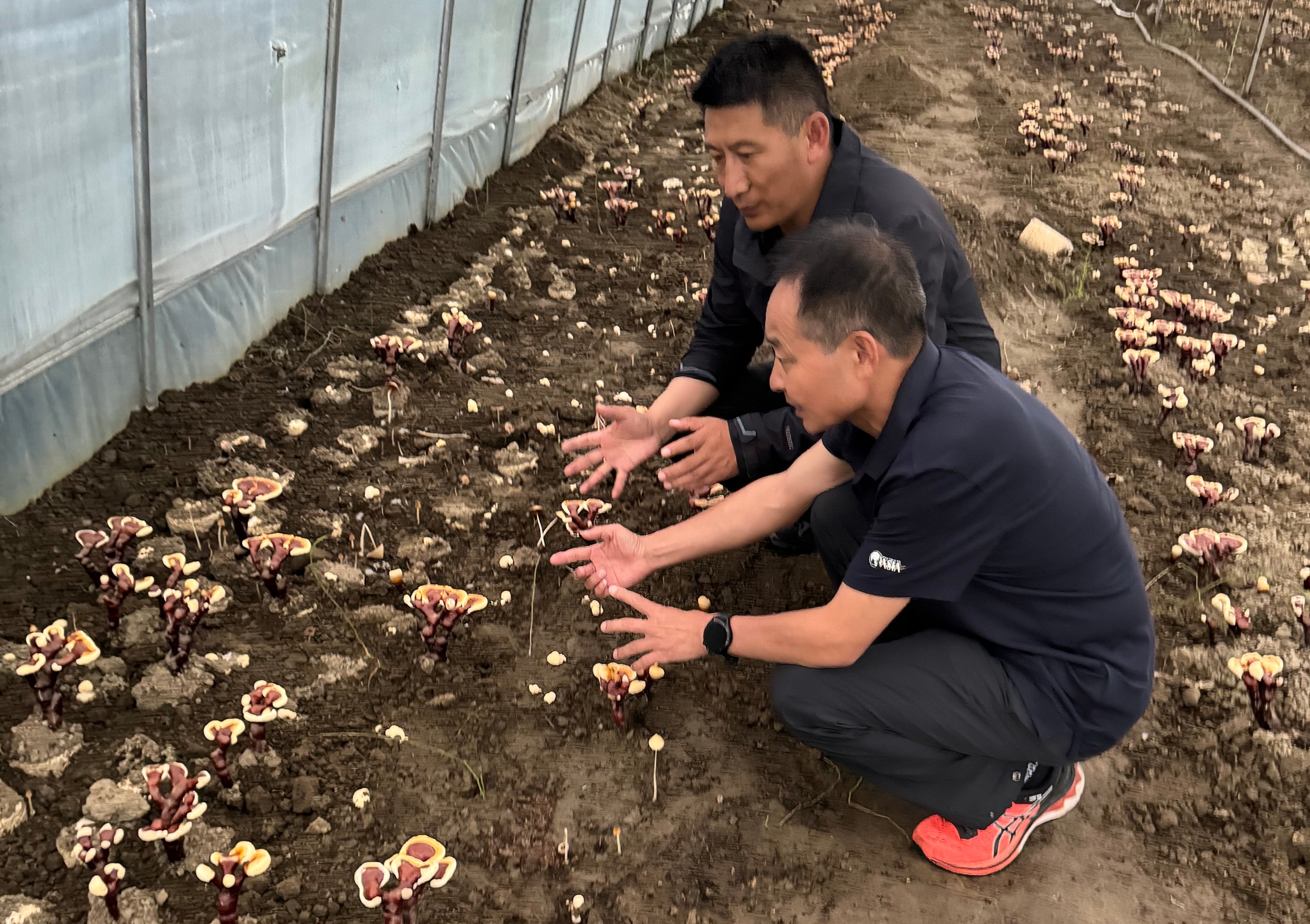 杭州亞運會官方靈芝產品供應商|杭州亞運會官方供應商|中國靈芝十大品牌|仙客來靈芝|仙客來靈芝破壁孢子粉|仙客來孢子油|仙客來靈芝飲片|仙客來破壁孢子粉|靈芝孢子油|孢子粉|靈芝破壁孢子粉|靈芝|中華老字號